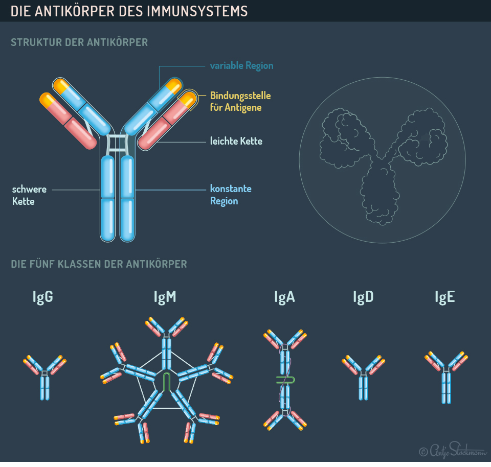 Infographic Helicobacter